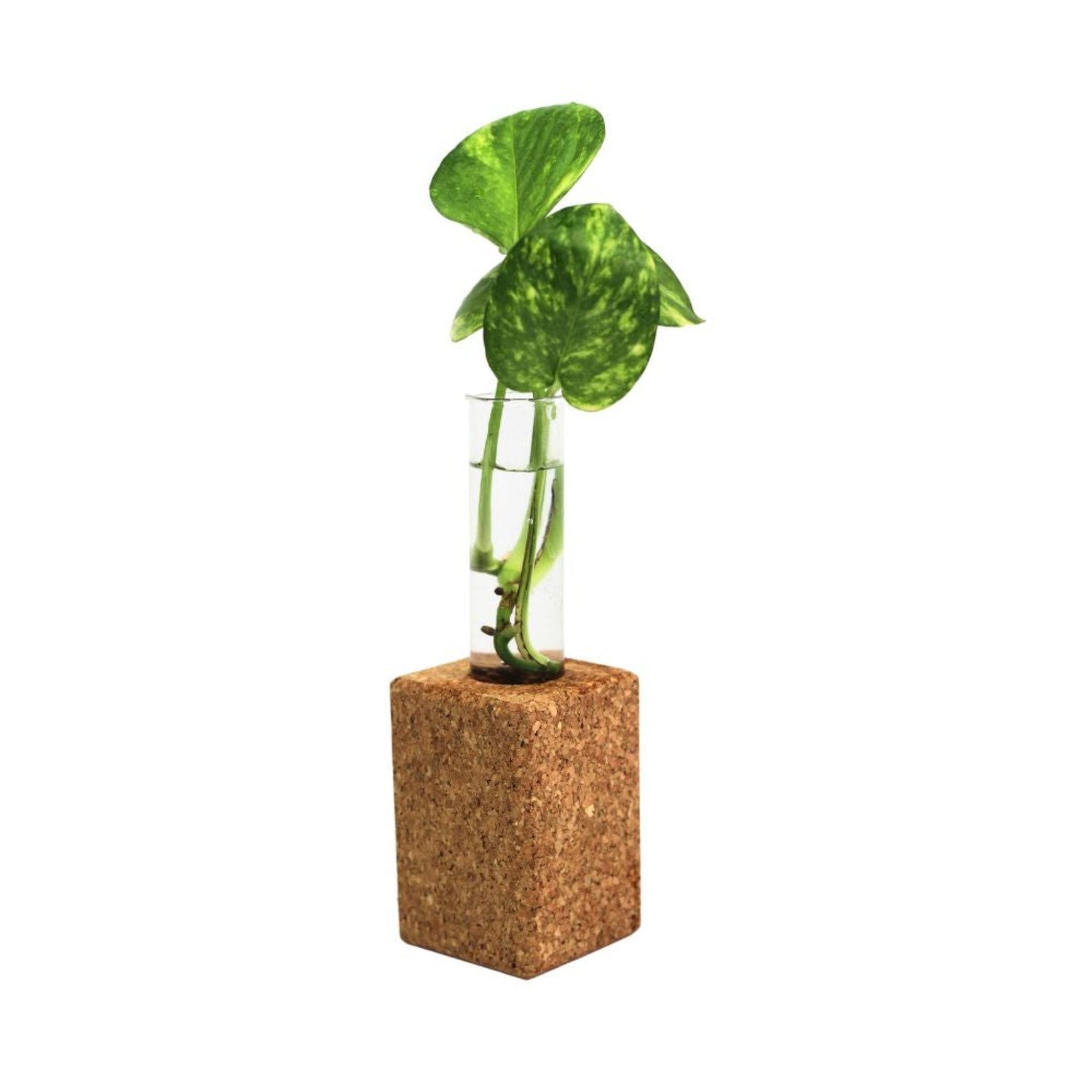 Magnetic Cork tube Plant Holder-CK21(M)